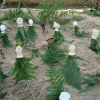 Peintresse LAND ART citoyenne de l'art