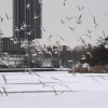 Autour de moi et ailleurs - Lac de créteil sous la neige Autour de moi et ailleurs