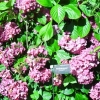 Mon album photos