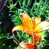 Mon album photos