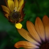 atelier photo OXYGENE - dans le jardin atelier photo OXYGENE