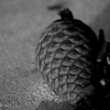 atelier photo OXYGENE - La pomme des Landes atelier photo OXYGENE